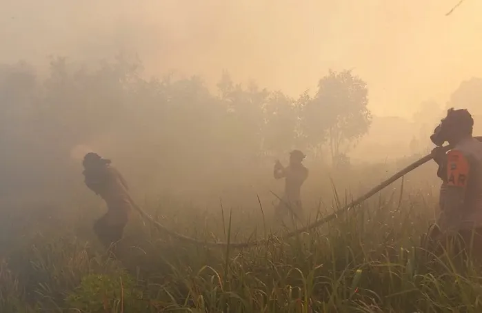 dampak kebakaran hutan kalimantan